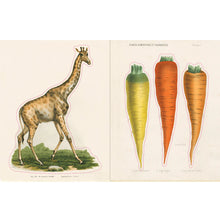 Load image into Gallery viewer, John Derian Sticker Book