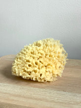 Load image into Gallery viewer, Sea Sponge